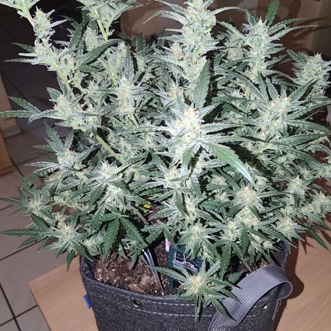 Bubblegum Auto Fastbuds  growlog timeline photo