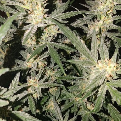 Bubblegum Auto Fastbuds  growlog timeline photo