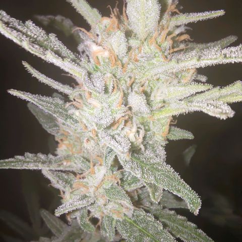 Bubblegum Auto Fastbuds  growlog timeline photo