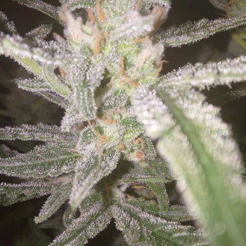 Bubblegum Auto Fastbuds  growlog timeline photo