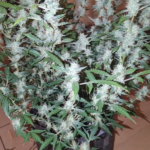 Apricot Auto Fastbuds  growlog timeline photo