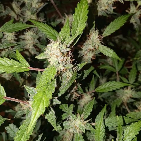 Apricot Auto Fastbuds  growlog timeline photo