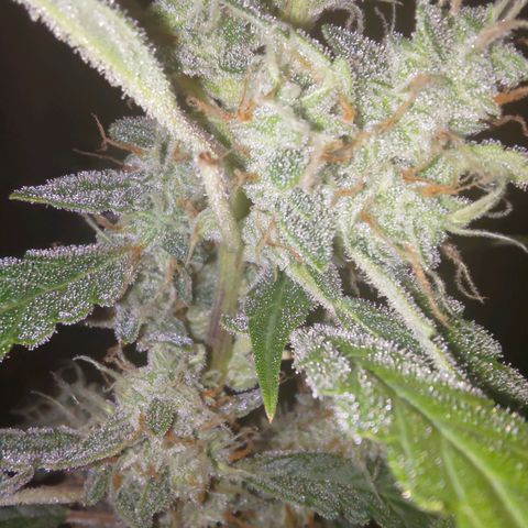 Apricot Auto Fastbuds  growlog timeline photo