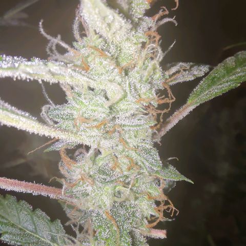 Apricot Auto Fastbuds  growlog timeline photo