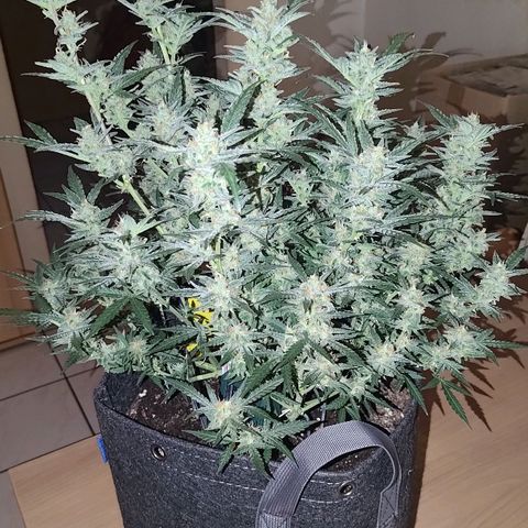 Bubblegum Auto Fastbuds  growlog timeline photo