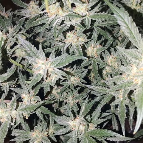 Bubblegum Auto Fastbuds  growlog timeline photo