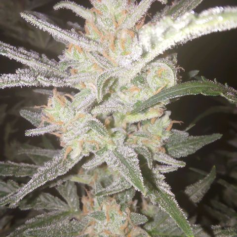 Bubblegum Auto Fastbuds  growlog timeline photo
