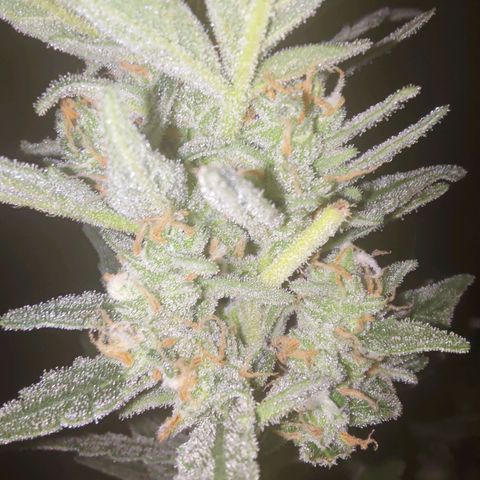 Bubblegum Auto Fastbuds  growlog timeline photo