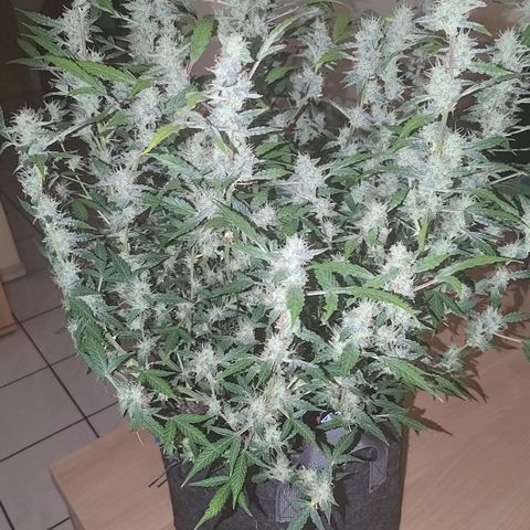 Apricot Auto Fastbuds  growlog timeline photo