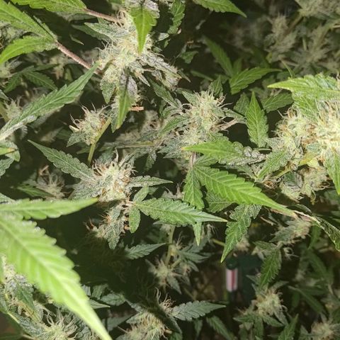 Apricot Auto Fastbuds  growlog timeline photo
