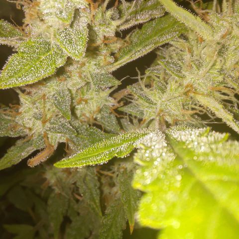 Apricot Auto Fastbuds  growlog timeline photo