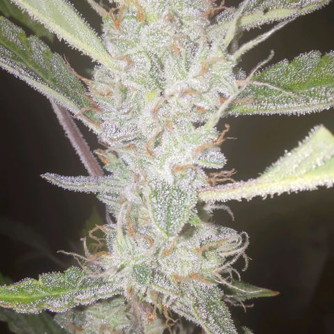 Apricot Auto Fastbuds  growlog timeline photo