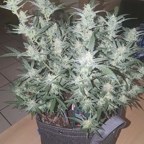 Bubblegum Auto Fastbuds  growlog timeline photo