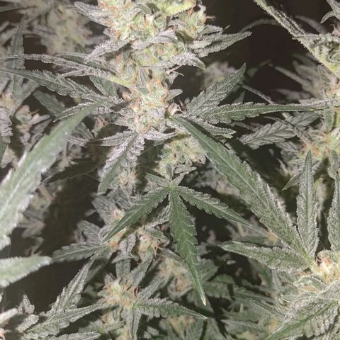 Bubblegum Auto Fastbuds  growlog timeline photo