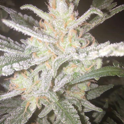 Bubblegum Auto Fastbuds  growlog timeline photo