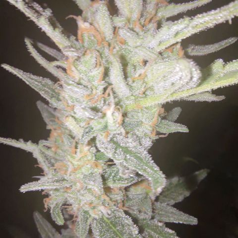 Bubblegum Auto Fastbuds  growlog timeline photo