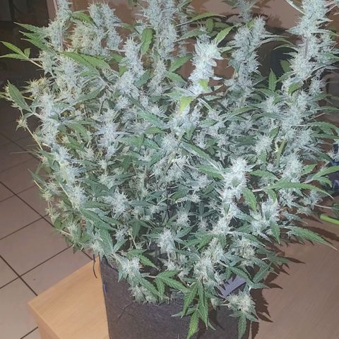 Apricot Auto Fastbuds  growlog timeline photo