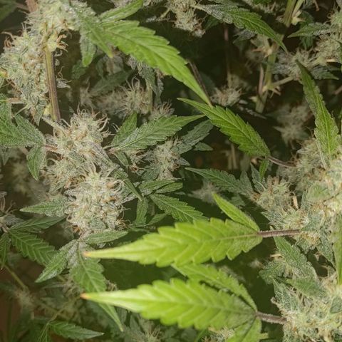 Apricot Auto Fastbuds  growlog timeline photo