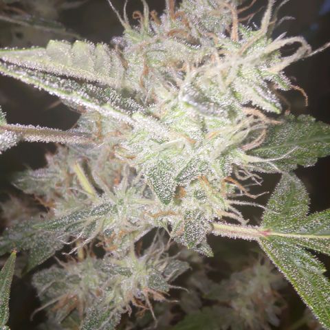 Apricot Auto Fastbuds  growlog timeline photo