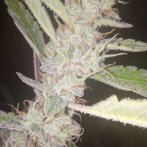 Apricot Auto Fastbuds  growlog timeline photo