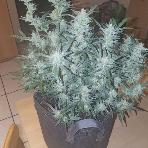 Bubblegum Auto Fastbuds  growlog timeline photo