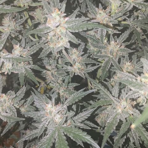 Bubblegum Auto Fastbuds  growlog timeline photo