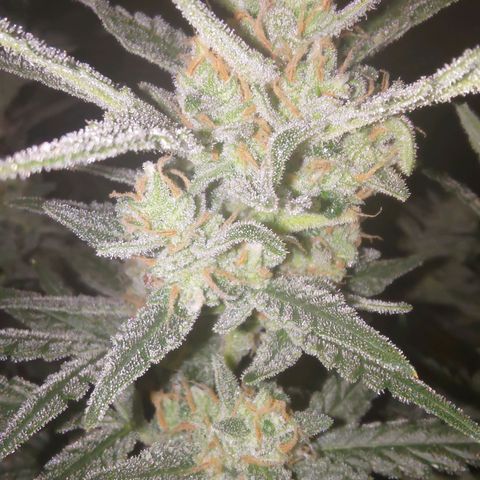 Bubblegum Auto Fastbuds  growlog timeline photo