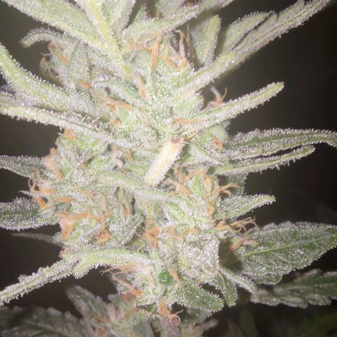 Bubblegum Auto Fastbuds  growlog timeline photo