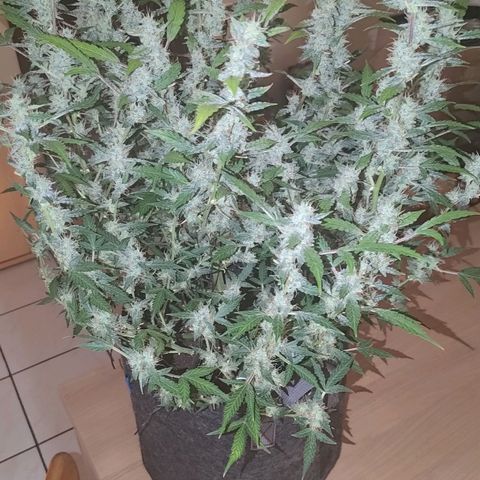 Apricot Auto Fastbuds  growlog timeline photo