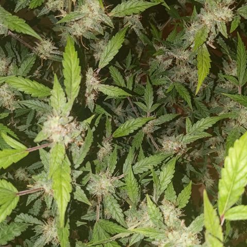 Apricot Auto Fastbuds  growlog timeline photo