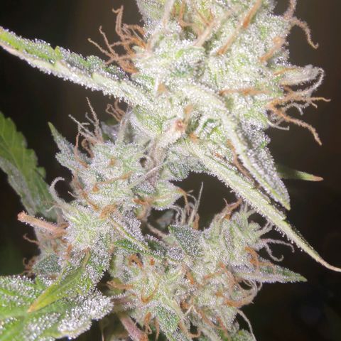 Apricot Auto Fastbuds  growlog timeline photo