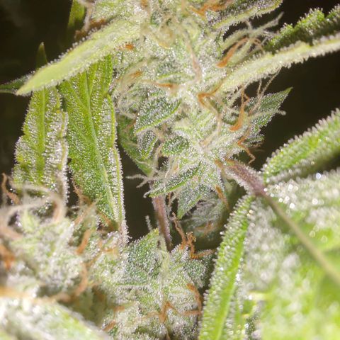 Apricot Auto Fastbuds  growlog timeline photo