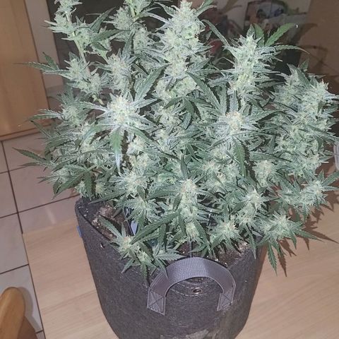 Bubblegum Auto Fastbuds  growlog timeline photo