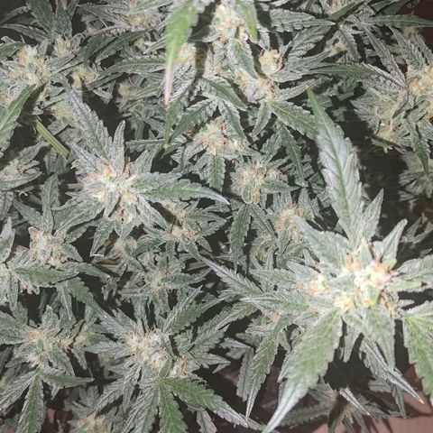 Bubblegum Auto Fastbuds  growlog timeline photo