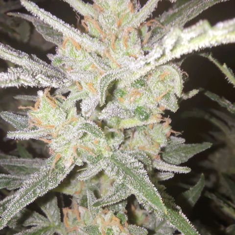 Bubblegum Auto Fastbuds  growlog timeline photo