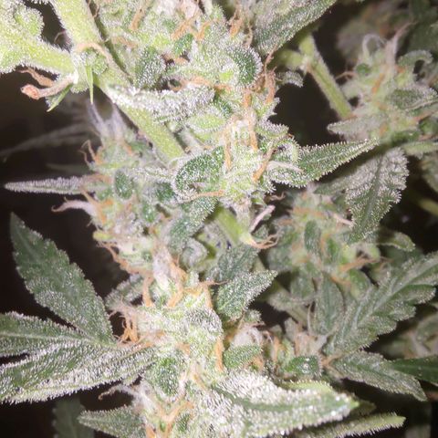 Bubblegum Auto Fastbuds  growlog timeline photo