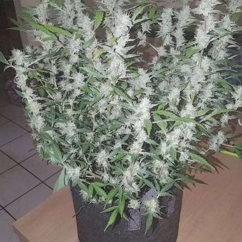 Apricot Auto Fastbuds  growlog timeline photo