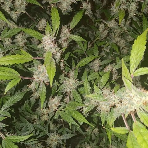 Apricot Auto Fastbuds  growlog timeline photo