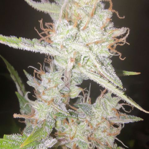 Apricot Auto Fastbuds  growlog timeline photo