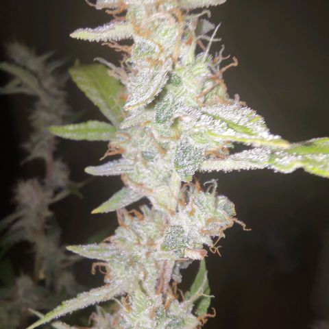 Apricot Auto Fastbuds  growlog timeline photo