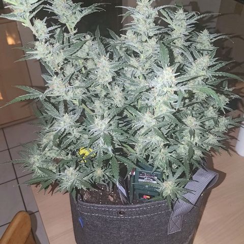 Bubblegum Auto Fastbuds  growlog timeline photo