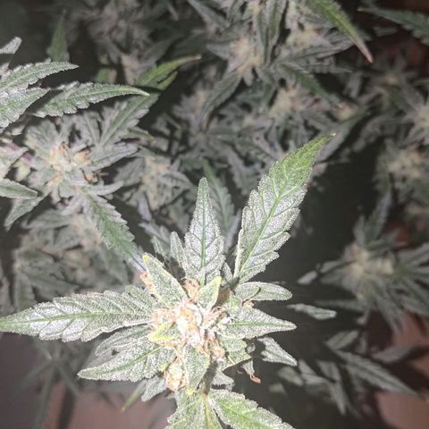 Bubblegum Auto Fastbuds  growlog timeline photo