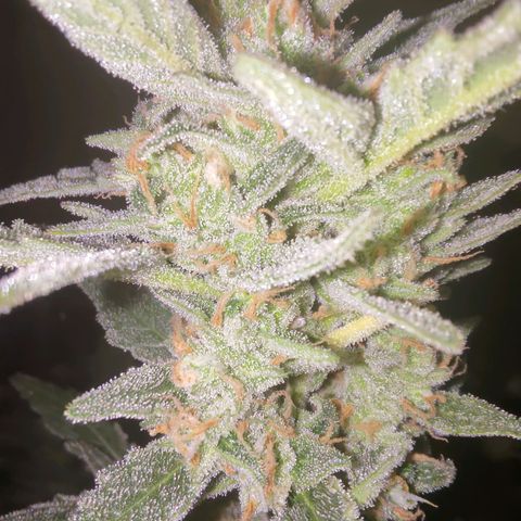 Bubblegum Auto Fastbuds  growlog timeline photo