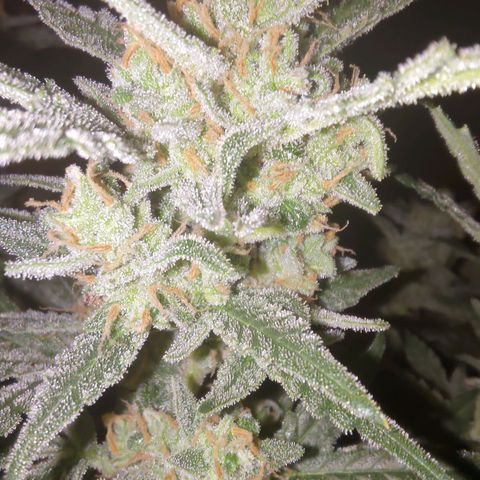 Bubblegum Auto Fastbuds  growlog timeline photo