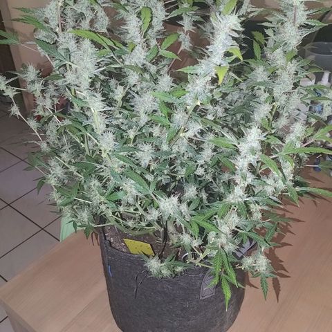 Apricot Auto Fastbuds  growlog timeline photo