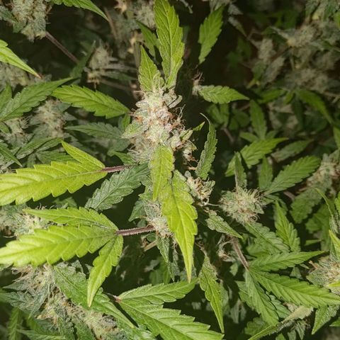 Apricot Auto Fastbuds  growlog timeline photo