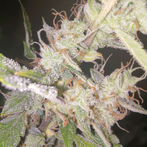 Apricot Auto Fastbuds  growlog timeline photo