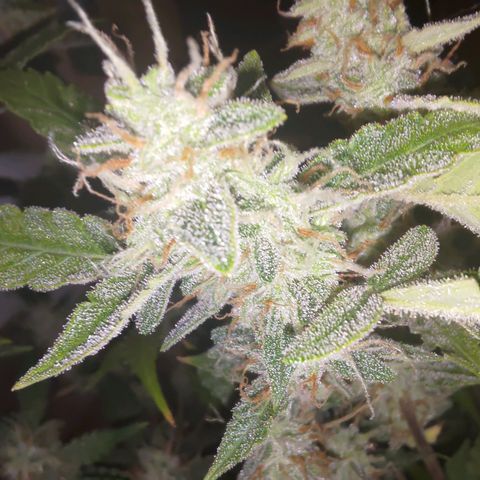 Apricot Auto Fastbuds  growlog timeline photo