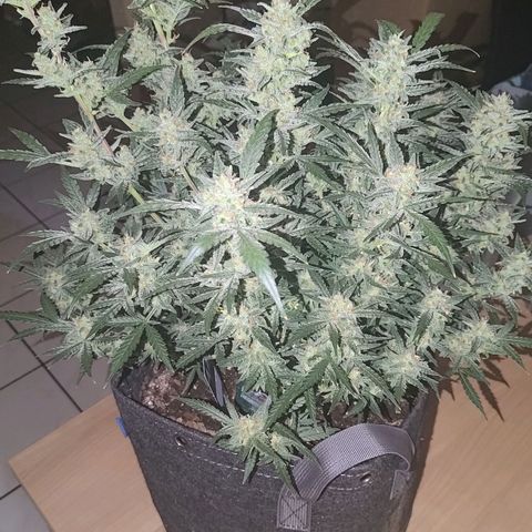 Bubblegum Auto Fastbuds  growlog timeline photo