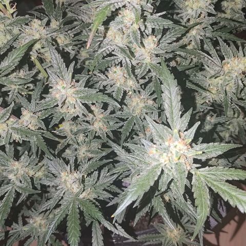 Bubblegum Auto Fastbuds  growlog timeline photo